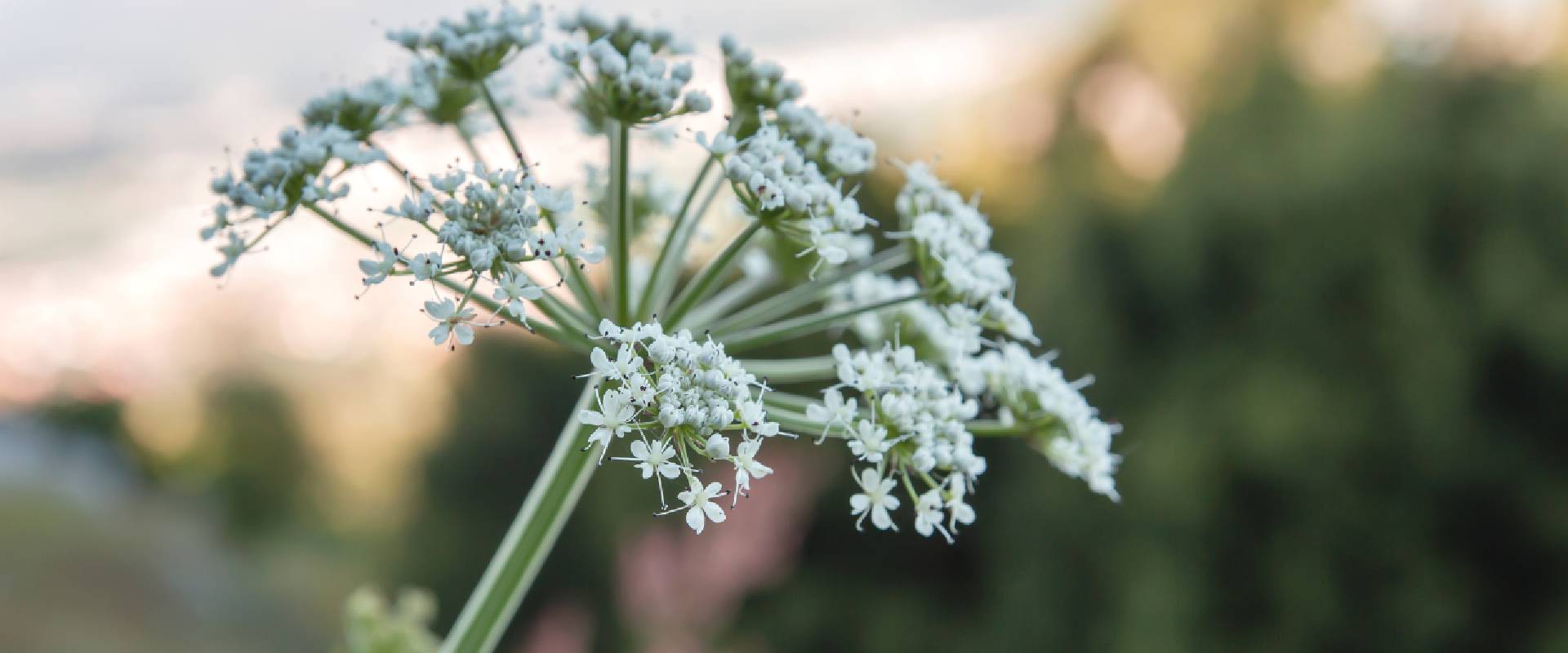 Is fashion hemlock poisonous to dogs